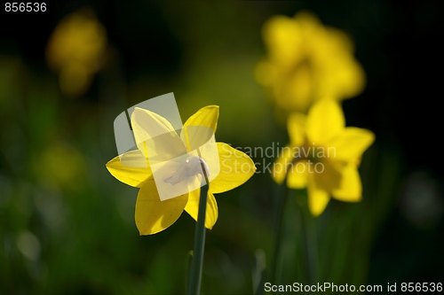 Image of FLowers