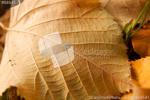 Image of Leaf