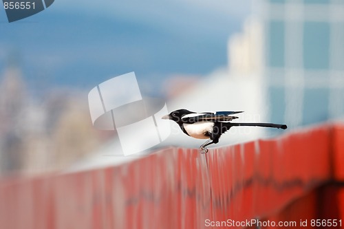 Image of Magpie