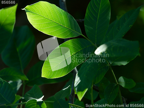 Image of Leaves