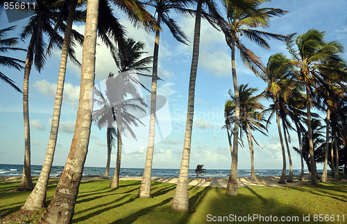 Image of grove of coconut trees by beach corn island