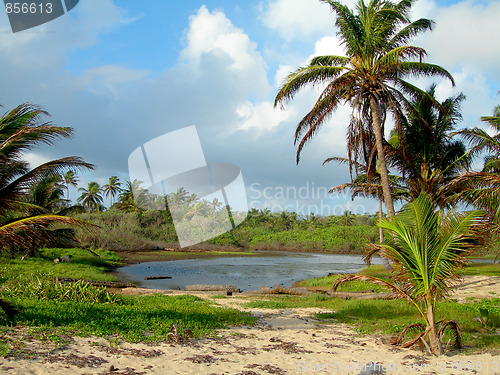 Image of fresh water swamp big corn island nicaragua