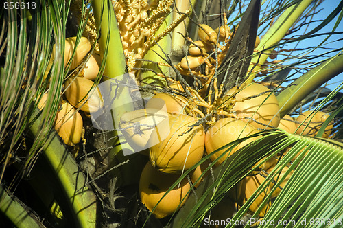 Image of ripe coconuts on tree nicaragua