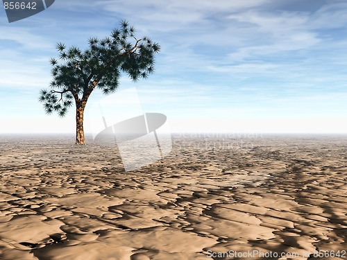 Image of Desert scene