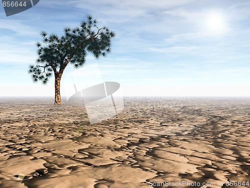 Image of Desert scene