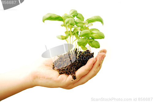 Image of hand with plant