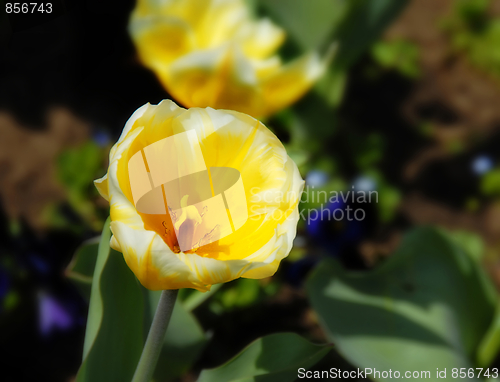 Image of Yellow tulip