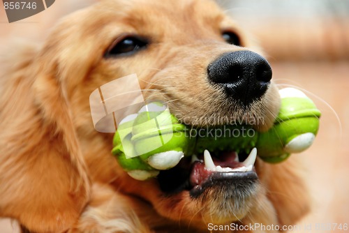 Image of Golden retriever with toy