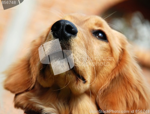 Image of Golden retriever nose