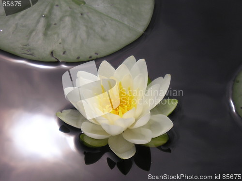 Image of water lilly