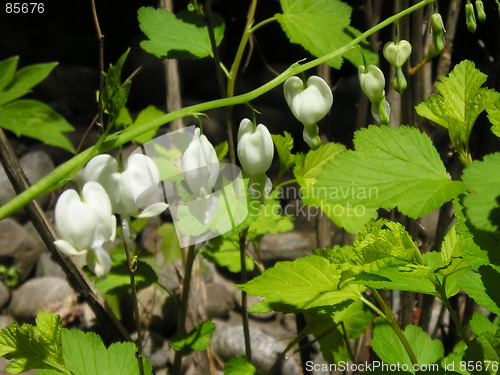 Image of bleeding hearts