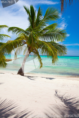 Image of Tropical Beach