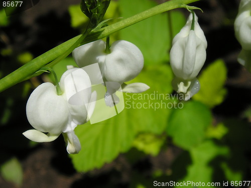 Image of bleeding hearts