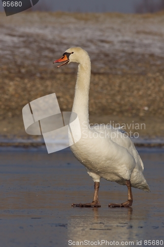 Image of Mute Swan standing on Ice.