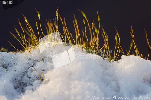 Image of Moss and snow