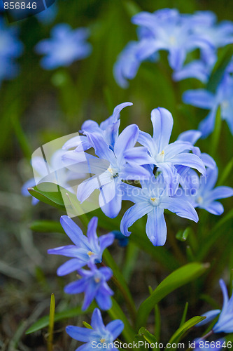 Image of First spring flowers