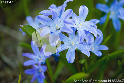 Image of First spring flowers