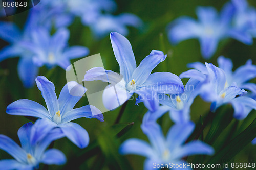 Image of First spring flowers