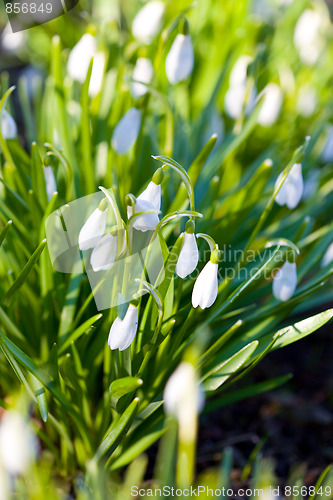 Image of Spring snowdrop flowers