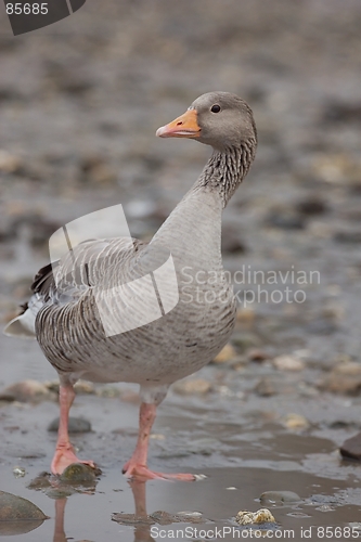 Image of Greylag goose 2