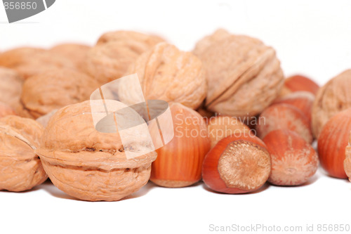 Image of walnuts and hazelnuts