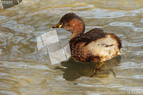 Image of Little grebe 1