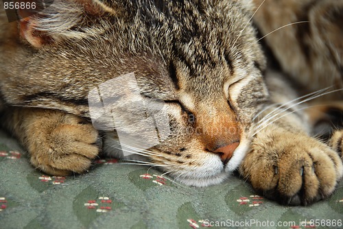 Image of Sleeping cat portrait