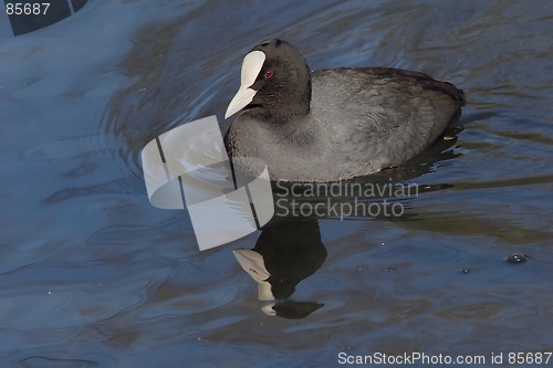 Image of Eurasion coot