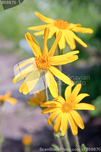 Image of Arnica