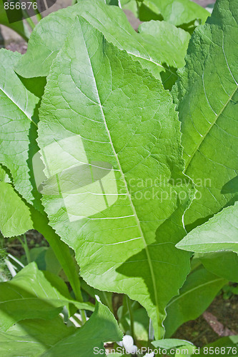 Image of Tobacco