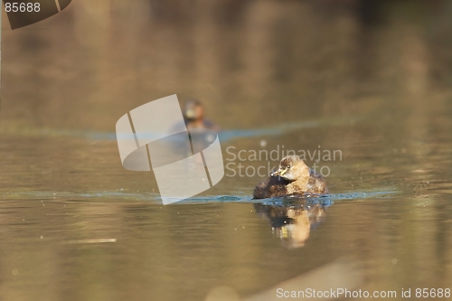 Image of 2 little grebes