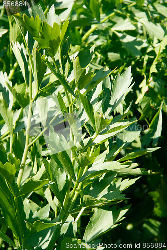 Image of Lovage bush
