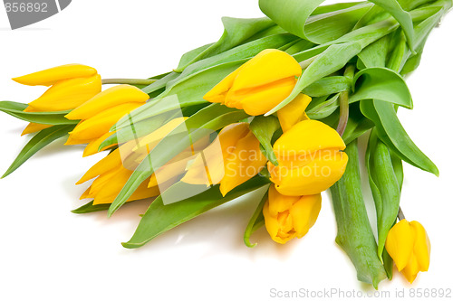 Image of Yellow tulips