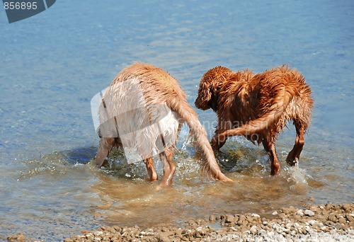 Image of Golden retrievers bathing