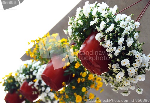 Image of Hanging flowerpots with viola