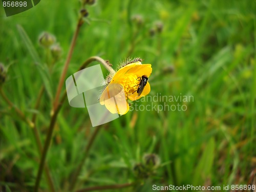 Image of Fly on yellow flower