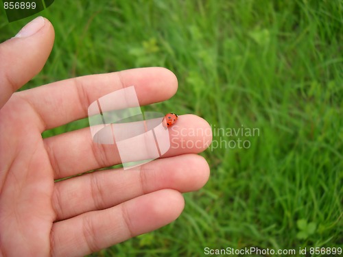 Image of Ladybird on finger