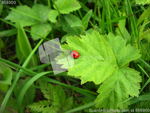 Image of Ladybird over green leaf