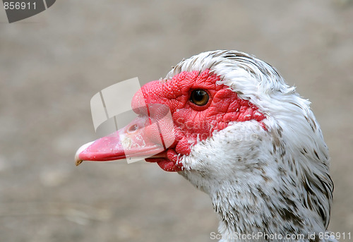 Image of Head of Muscovy Duck