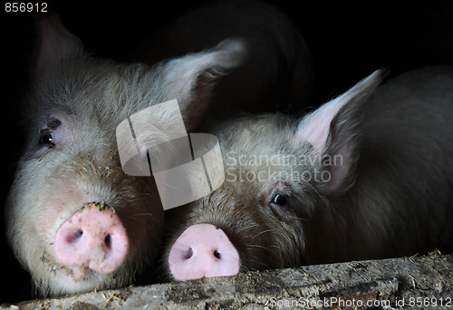 Image of Two Pigs in the Pen