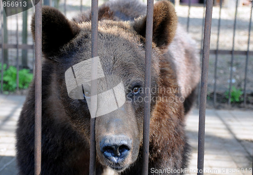 Image of Brown Bear in the Cage
