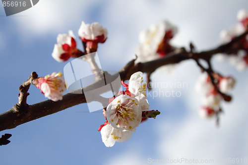 Image of Blooming apricot tree