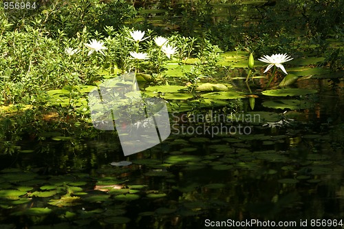 Image of Lily Pond