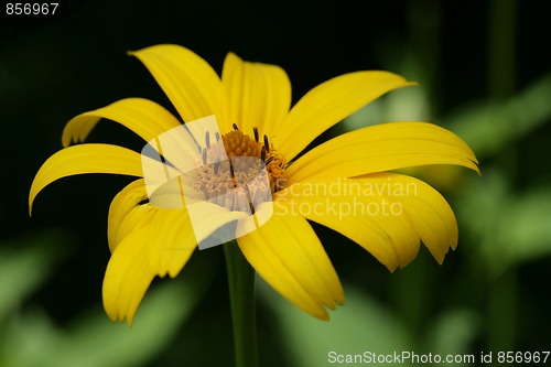 Image of Yellow Flower