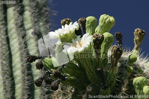 Image of Saguaro Cactus in Bloom