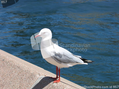 Image of Seagull