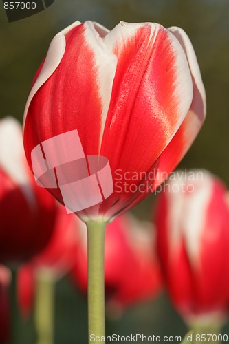 Image of Tulip