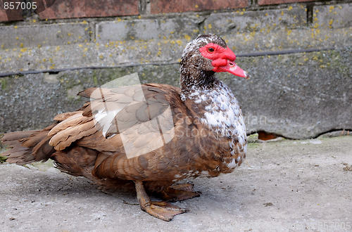 Image of Muscovy Duck