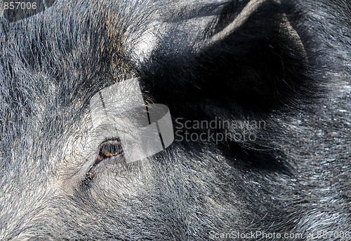 Image of Wild Boar Neb