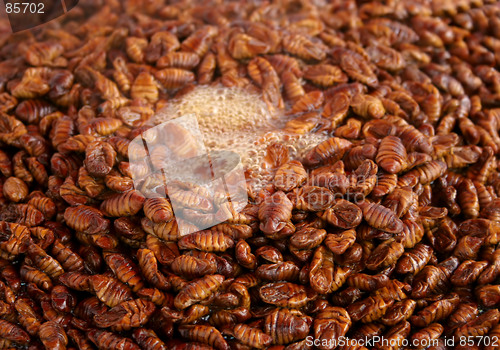 Image of Korean silkworm pupus